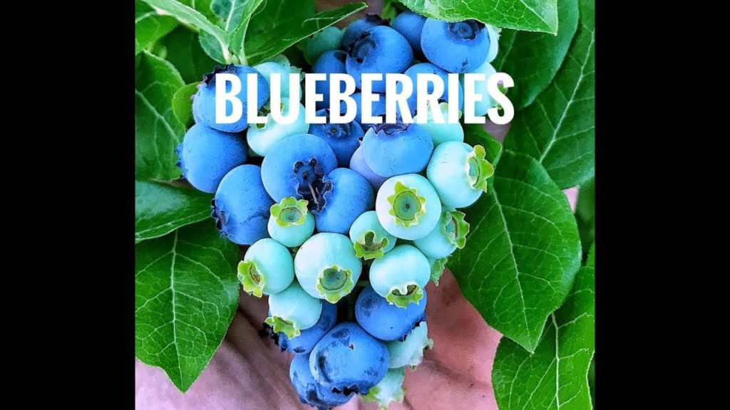 James Prigioni: BLUEBERRIES 🍇 Everything You Need To Know! BLUEBERRIES 🍇 Everything You Need To Know!