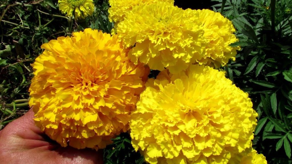 All-America Selections Flowers & Vegetables: The Big Duck Yellow & Gold Marigolds (AAS Winner) Profile – 'The Proof is in the Plant' The Big Duck Yellow & Gold Marigolds (AAS Winner) Profile - 'The Proof is in the Plant'