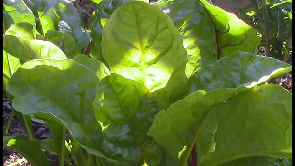 Growing Food in Partial Shade