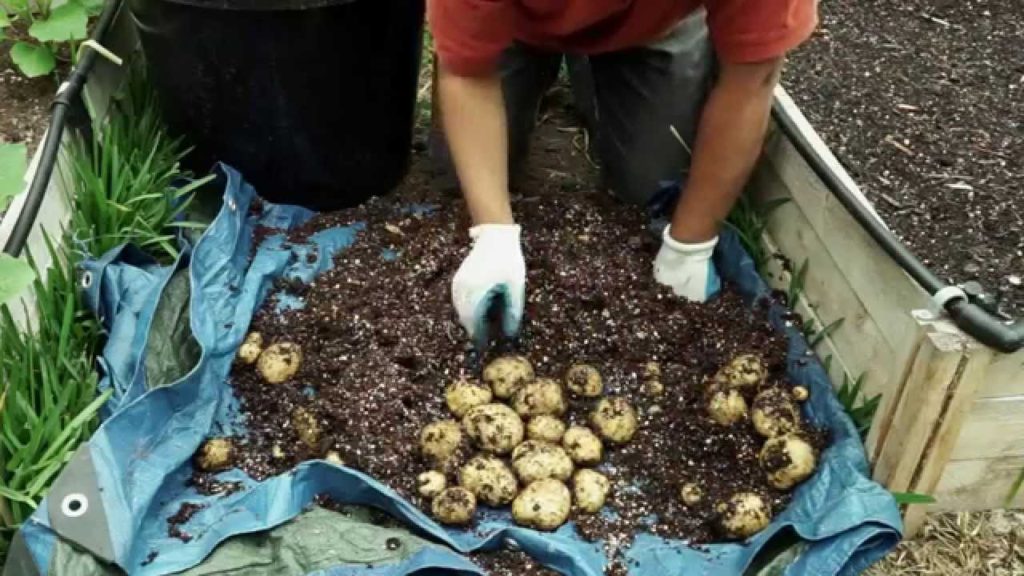 Growing Potatoes In Containers - BIG Harvest!