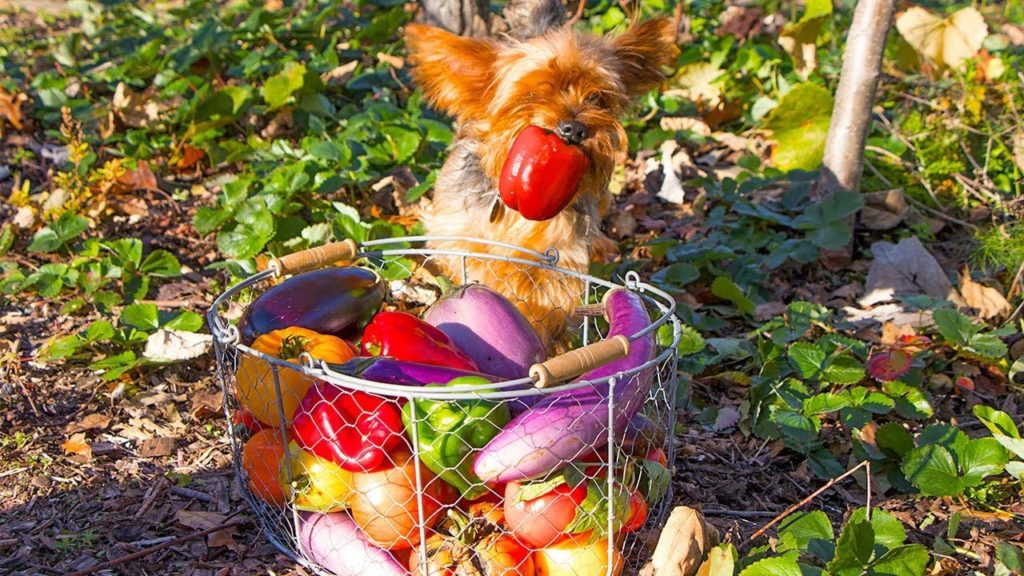 AMAZING Fall Garden HARVEST, Backyard Organic Gardening!