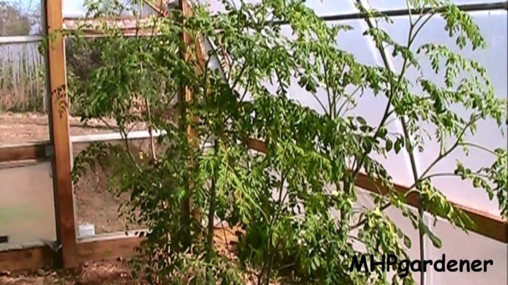 Growing Moringa - Now What ?