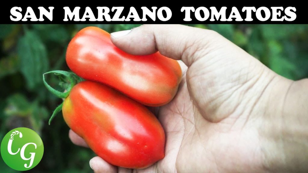 California Gardening: Best Roma Tomatoes – Growing San Marzano Roma Tomato Best Roma Tomatoes - Growing San Marzano Roma Tomato