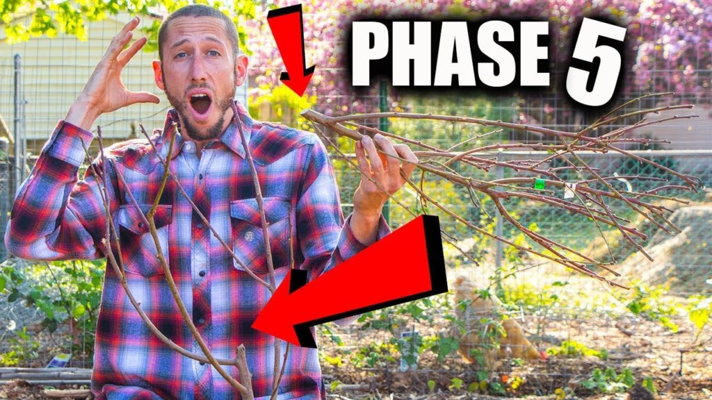 James Prigioni: HOW TO START A FOOD FOREST PHASE 5! HOW TO START A FOOD FOREST PHASE 5!