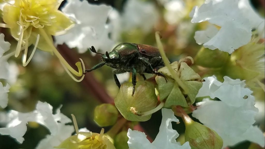 mhpgardener: Simple Trick for Japanese Beetles Simple Trick for Japanese Beetles