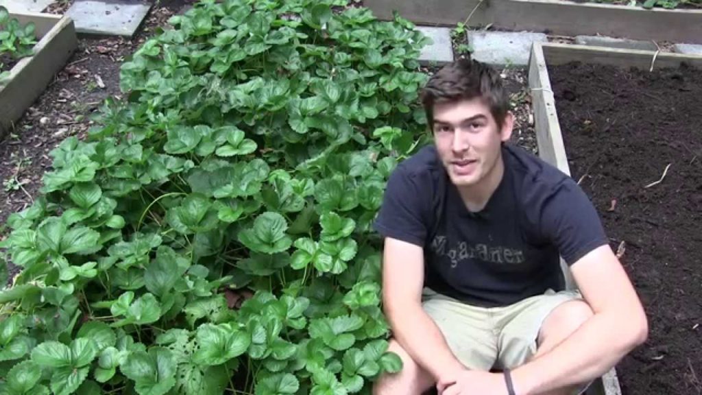 Feed the World with A Single Strawberry Plant | MIgardener