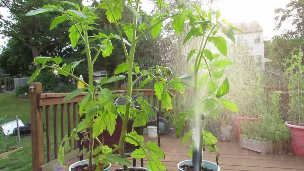 Identifying Aphids on Tomato Plants and Using Soapy Spray - The Rusted Garden 2013