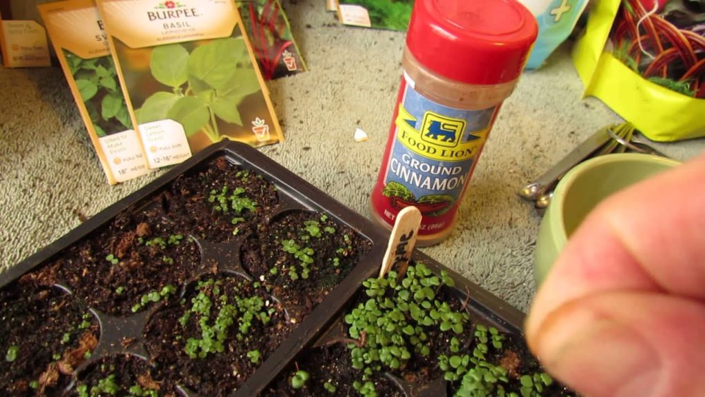 Using Cinnamon as an Anti-Fungal for 'Damping Off' Disease: Protect Seedlings! - MFG 2014