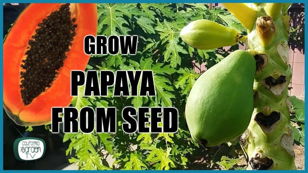 Growing Papaya from Seed