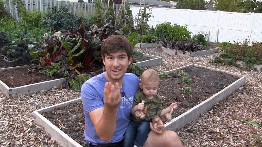 Planting Fall Garlic