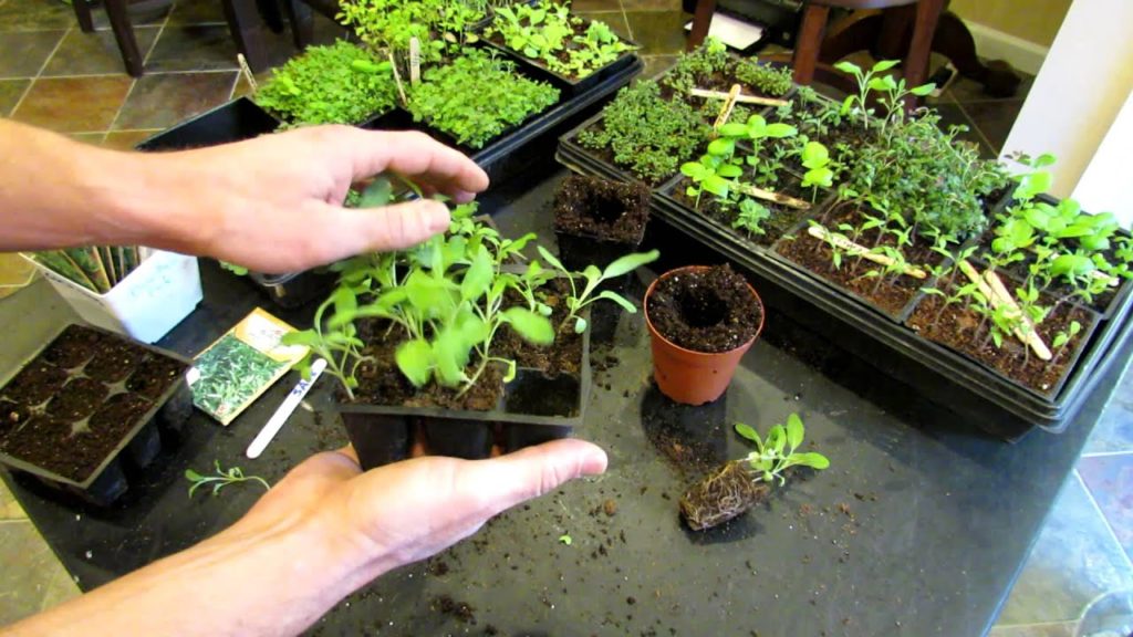 Gary Pilarchik: Three Minute Garden Tips: Growing Sage Indoors from Seeds to Transplants: The Rusted Garden 2013 Three Minute Garden Tips: Growing Sage Indoors from Seeds to Transplants: The Rusted Garden 2013