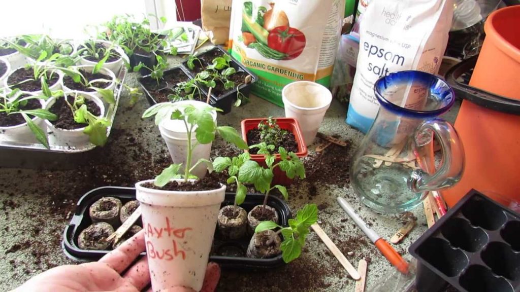 Gary Pilarchik: Transplanting Your Peat Pellet Tomato Seedling into Cups: 3-4 Inches – MFG 2014 Transplanting Your Peat Pellet Tomato Seedling into Cups: 3-4 Inches - MFG 2014