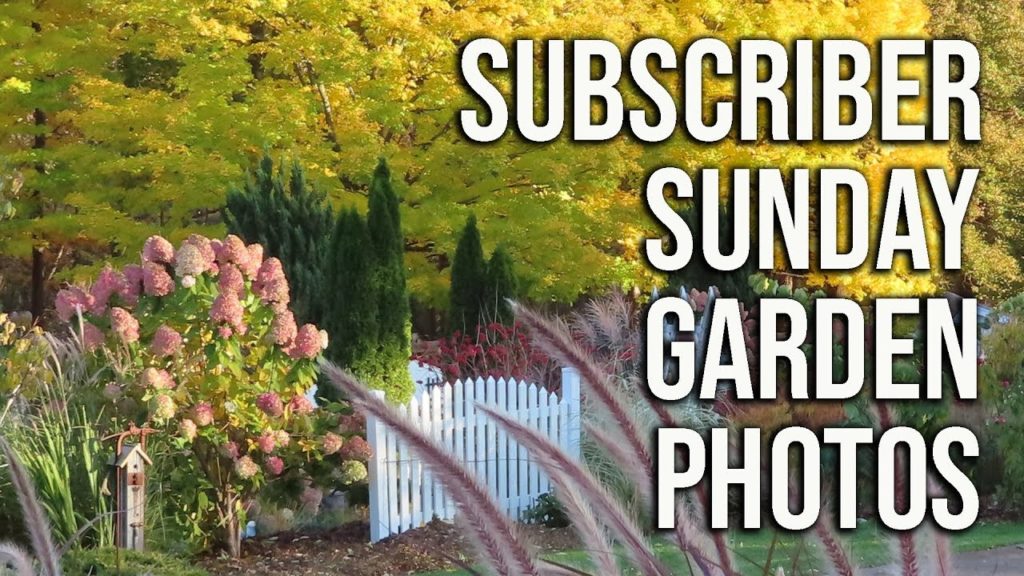 Subscriber Sunday Gardening Photos
