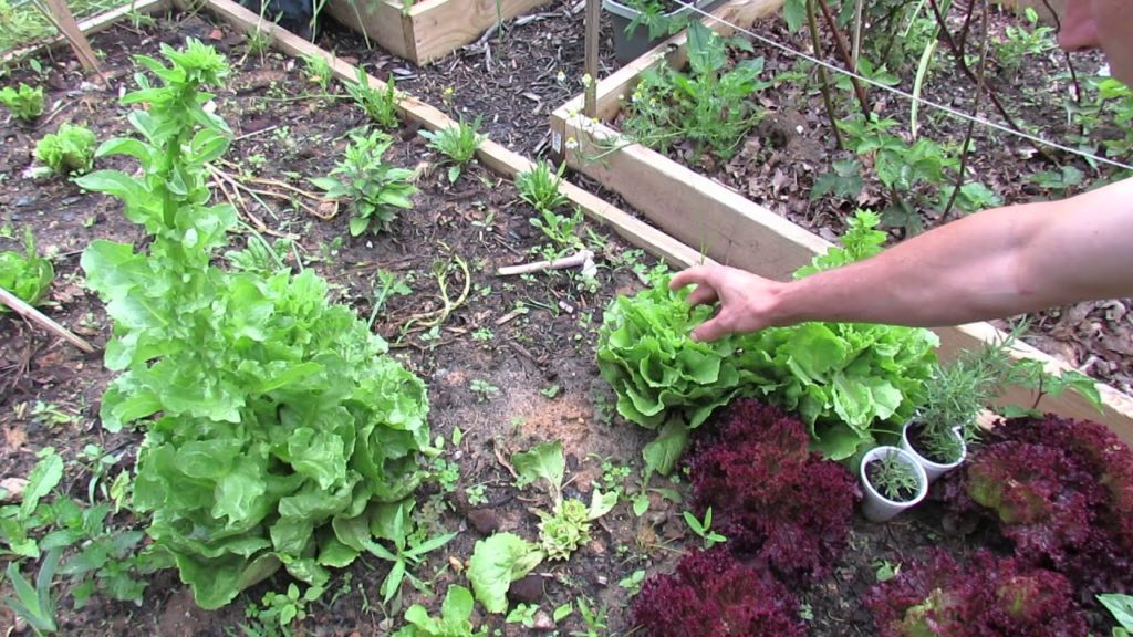 Gary Pilarchik: 60 Seconds or Sow: What is Bolting Lettuce/Greens? – The Rusted Garden 2013 60 Seconds or Sow: What is Bolting Lettuce/Greens? - The Rusted Garden 2013