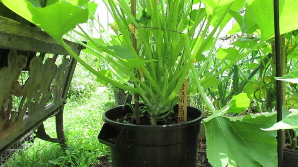 Gary Pilarchik: Cucumber, Squash, Zucchini: Vertical Trellising, Pests & Disease Control, Bird Soldiers – MFG 2016 Cucumber, Squash, Zucchini: Vertical Trellising, Pests & Disease Control, Bird Soldiers - MFG 2016