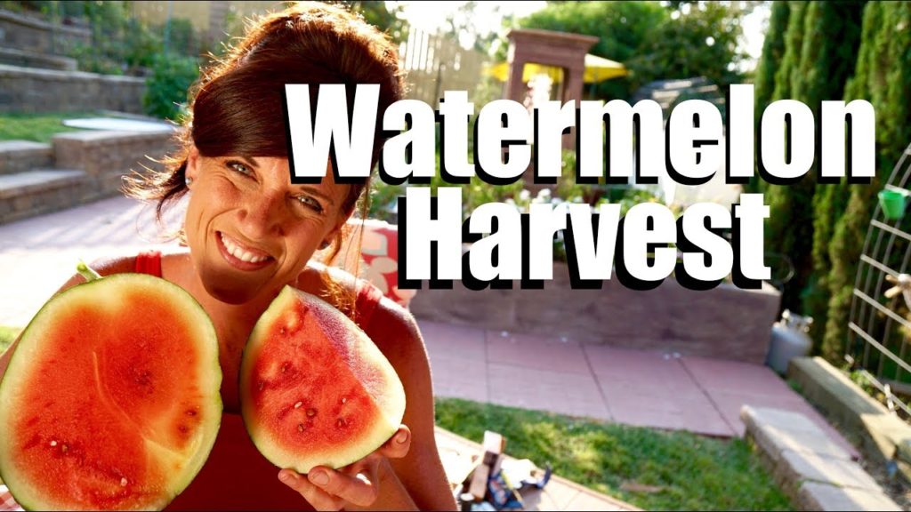 CaliKim: Watermelon Harvest – Ready to Harvest? Taste Test // Growing Large Veggies/Fruit in Containers #4 Watermelon Harvest - Ready to Harvest? Taste Test // Growing Large Veggies/Fruit in Containers #4