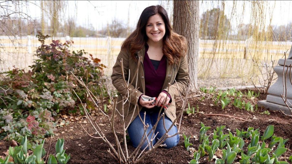Pruning Panicle Hydrangeas 💚🌿 // Garden Answer