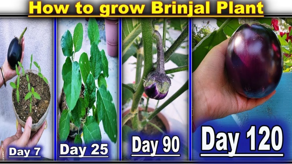 How To Grow Brinjal Plant In a Pot For Terrace Gardening (With English subtitle) How To Grow Brinjal Plant In a Pot For Terrace Gardening (With English subtitle)