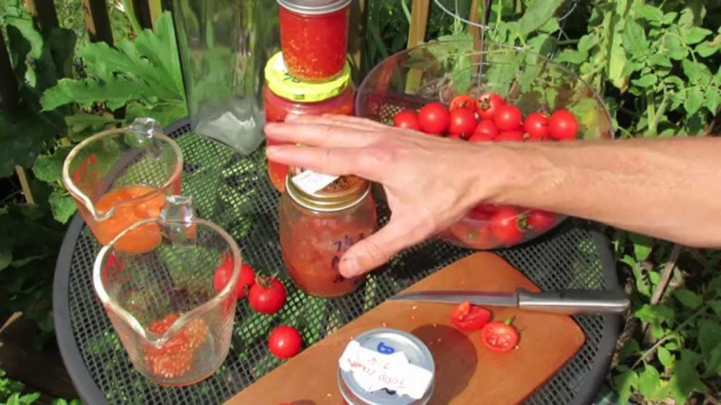 Collecting Tomato Seeds Part 1: How to Collect and Why Ferment? - TRG 2014