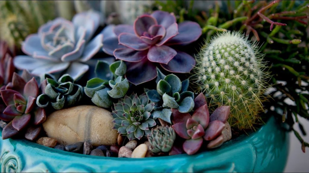 Garden Answer Highlights: How to Plant a Beautiful Succulent Arrangement How to Plant a Beautiful Succulent Arrangement