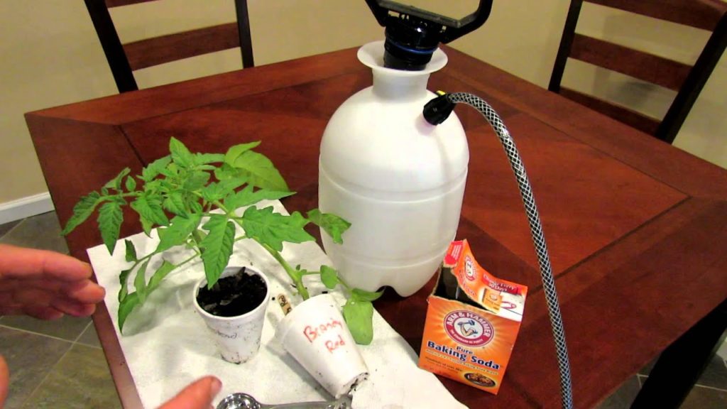 TRG 2012: How to Organically Treat Powdery Mildew on Vegetables and Tomatoes Using Baking Soda