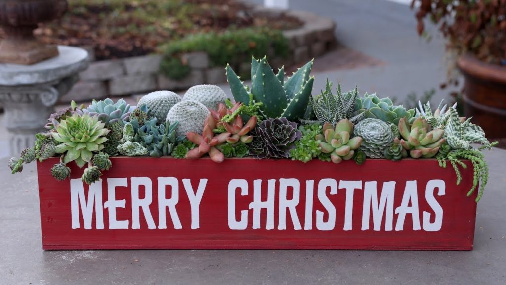 Christmas Succulent Arrangement! 🎄