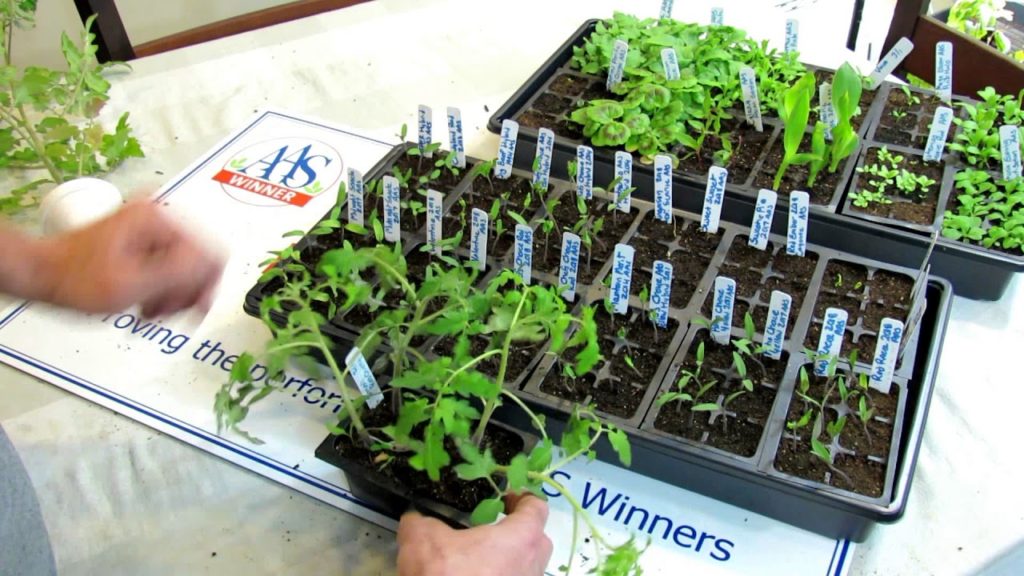 All-America Selections Flowers & Vegetables: AAS Quick Gardening Tips – Starting Tomatoes: Types, When to Start Them, Fertilizing & Watering AAS Quick Gardening Tips - Starting Tomatoes: Types, When to Start Them, Fertilizing & Watering