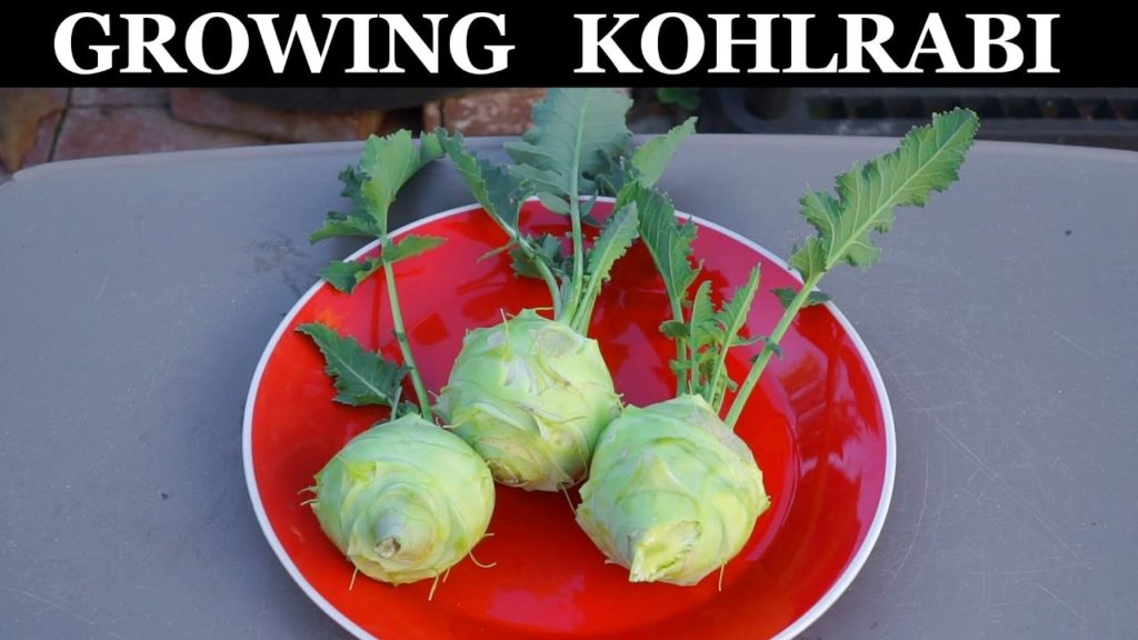 Growing Kohlrabi In Raised Beds - How To Grow Kohlrabi