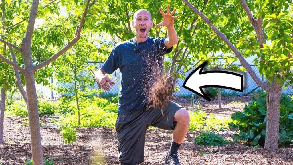 James Prigioni: the HIDDEN TRUTH behind using WOOD CHIPS in the garden the HIDDEN TRUTH behind using WOOD CHIPS in the garden
