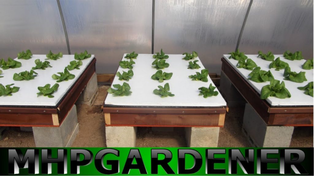 mhpgardener: Hydroponic Lettuce Experiment – Comparing Water Soluble Fertilizers Hydroponic Lettuce Experiment - Comparing Water Soluble Fertilizers