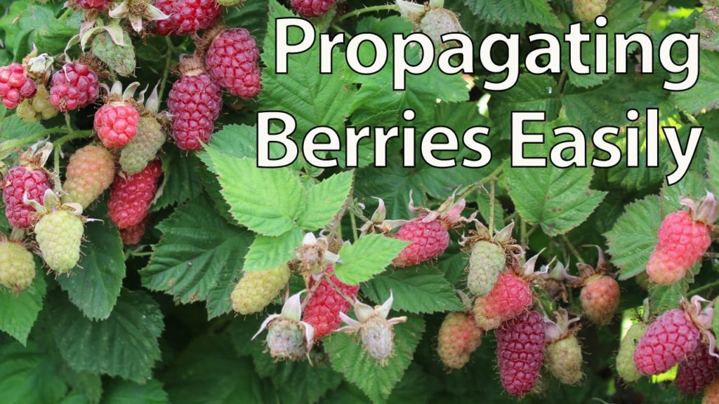Huw Richards: How To Propagate Blackberries Easily by Layering (and other berries) How To Propagate Blackberries Easily by Layering (and other berries)