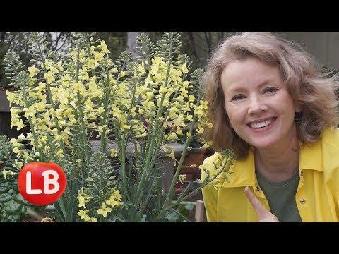 Kaye Kittrell: Growing Savoy Cabbage Part 1 | Late Bloomer | Episode 5 Growing Savoy Cabbage Part 1 | Late Bloomer | Episode 5