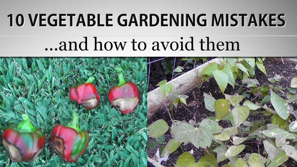 [ Watch This ] 10 Vegetable Gardening Mistakes and How to avoid them - Gardening Tips & Suggestions!