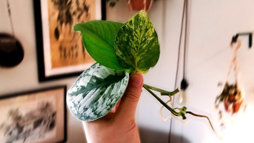 Epic Gardening: Propagating 3 Types of Pothos via Water Cuttings (Foolproof Method) π± Propagating 3 Types of Pothos via Water Cuttings (Foolproof Method) π±