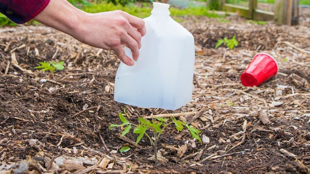 James Prigioni: 5 Biggest Mistakes When Growing Seedlings and Transplanting into the Garden 5 Biggest Mistakes When Growing Seedlings and Transplanting into the Garden