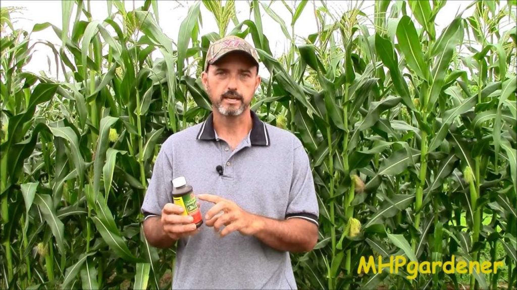 How to Control Ear Worms in Your Corn Using Bt - Bacillus thuringiensis