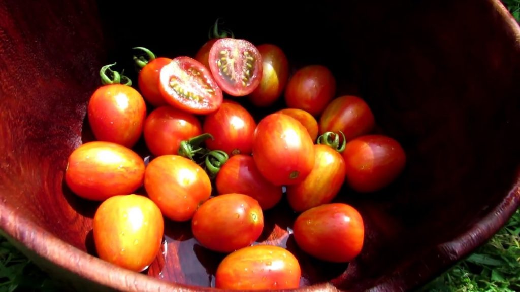 All-America Selections Flowers & Vegetables: The Red Torch Tomato (AAS Winner) Profile – Mid Season Tomato Feeding: 'The Proof is in the Plant' The Red Torch Tomato (AAS Winner) Profile - Mid Season Tomato Feeding: 'The Proof is in the Plant'