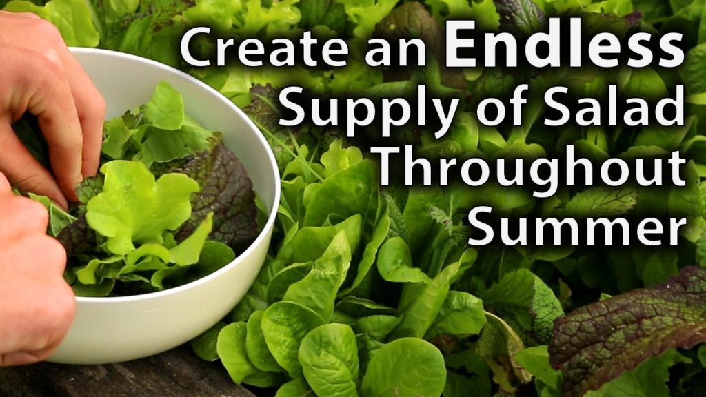 Huw Richards: Creating an Endless Supply of Salad over Summer with Minimal Effort Creating an Endless Supply of Salad over Summer with Minimal Effort