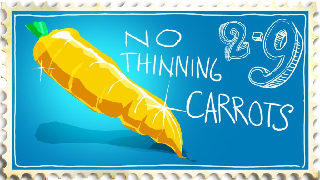 Siloé Oliveira: Best Way to Grow Carrots. Never Thin Again! Best Way to Grow Carrots. Never Thin Again!