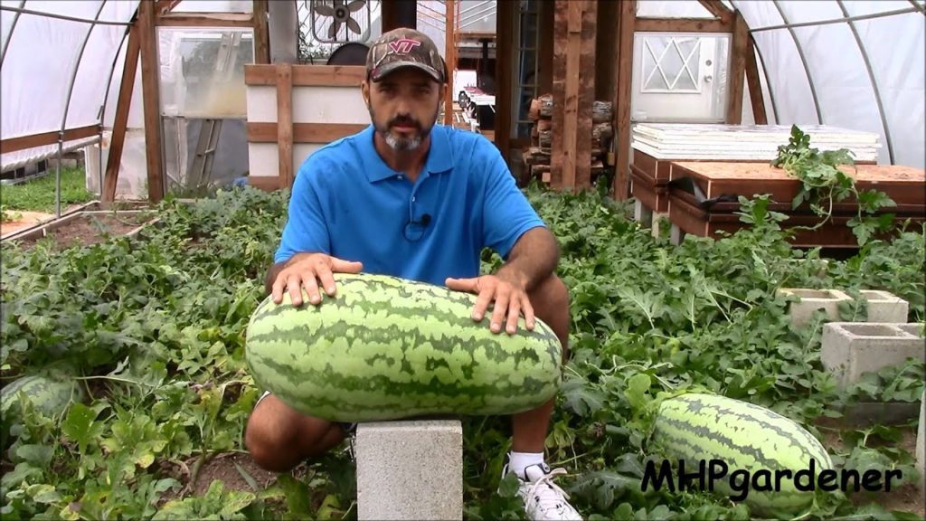 mhpgardener: Greenhouse Watermelons – A 55 pounder ? Oh Yeah ! Greenhouse Watermelons - A 55 pounder ? Oh Yeah !
