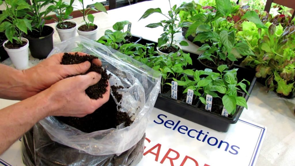 All-America Selections Flowers & Vegetables: AAS Quick Gardening Tips – All About Peppers: Starting Mix, Starting Them Indoors, Topping Peppers AAS Quick Gardening Tips - All About Peppers: Starting Mix, Starting Them Indoors, Topping Peppers