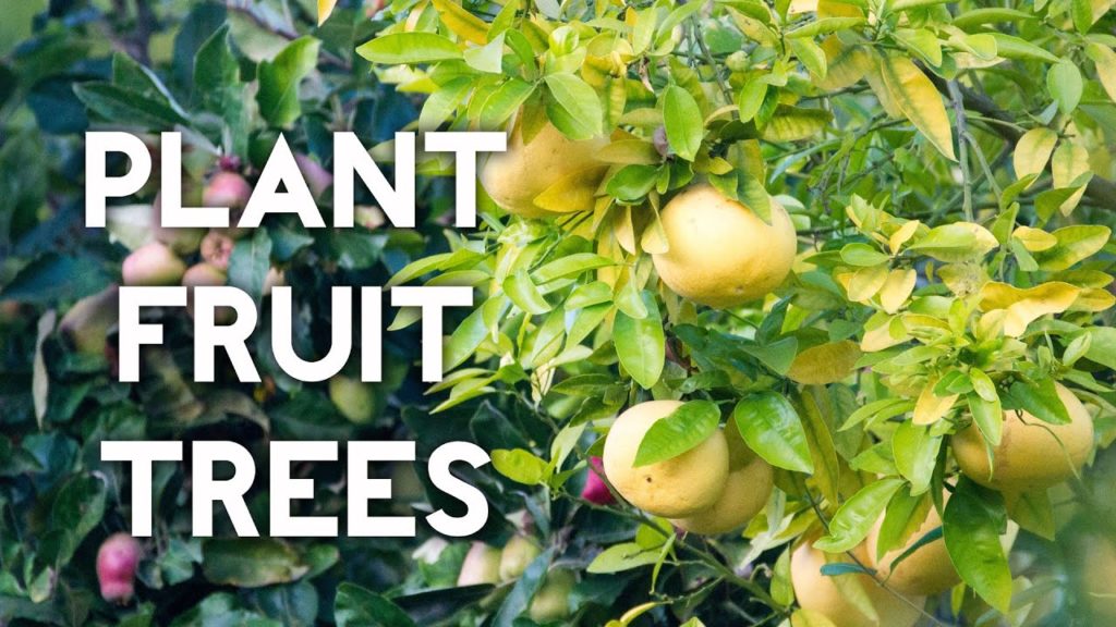 California Gardening: How to plant a lemon tree or any fruit tree How to plant a lemon tree or any fruit tree