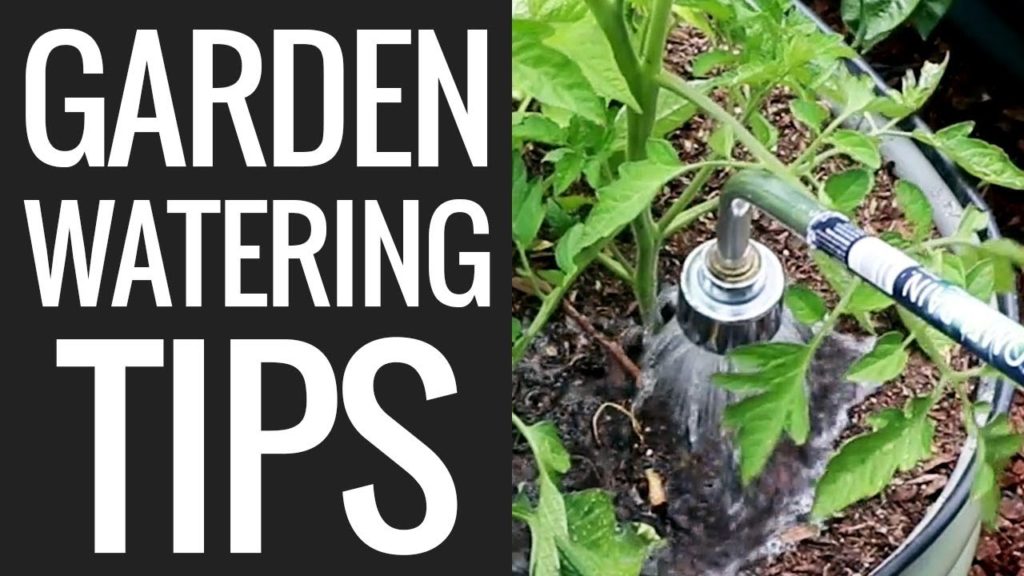5 Watering Mistakes You're Probably Making