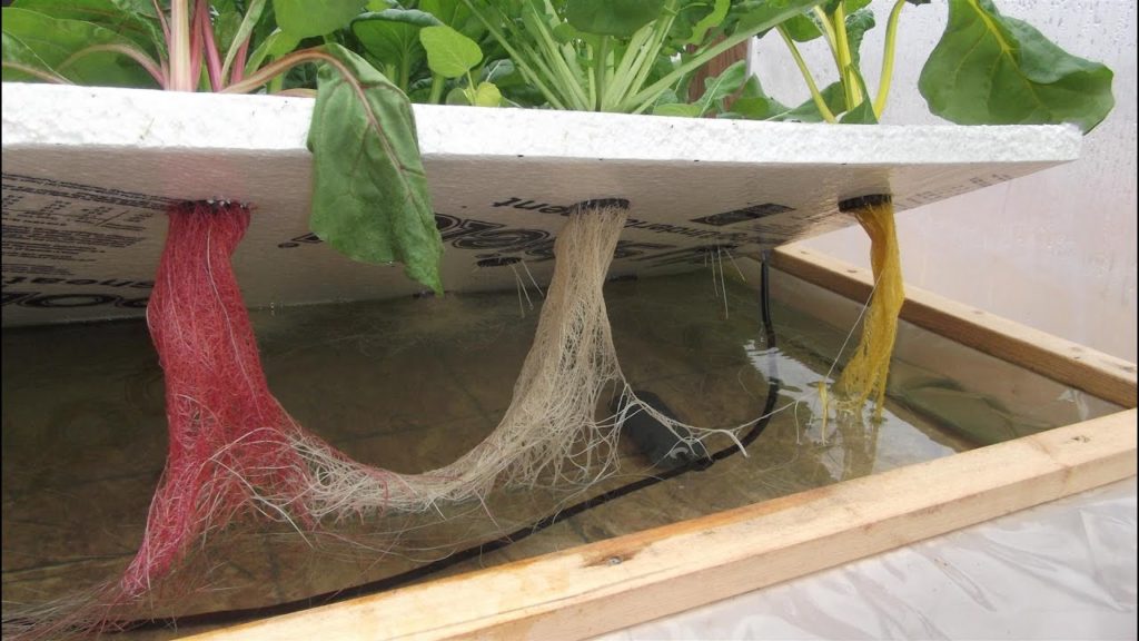 mhpgardener: Off-Grid Hydroponics Experiment – The Kratky Method & Floating Raft Hydroponics Off-Grid Hydroponics Experiment - The Kratky Method & Floating Raft Hydroponics