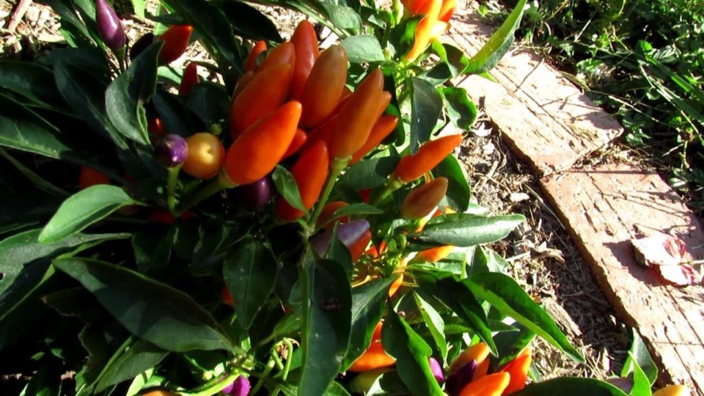 NuMex Easter Ornamental Pepper (AAS Winner): Stunning Colors  'The Proof is in the Plant'