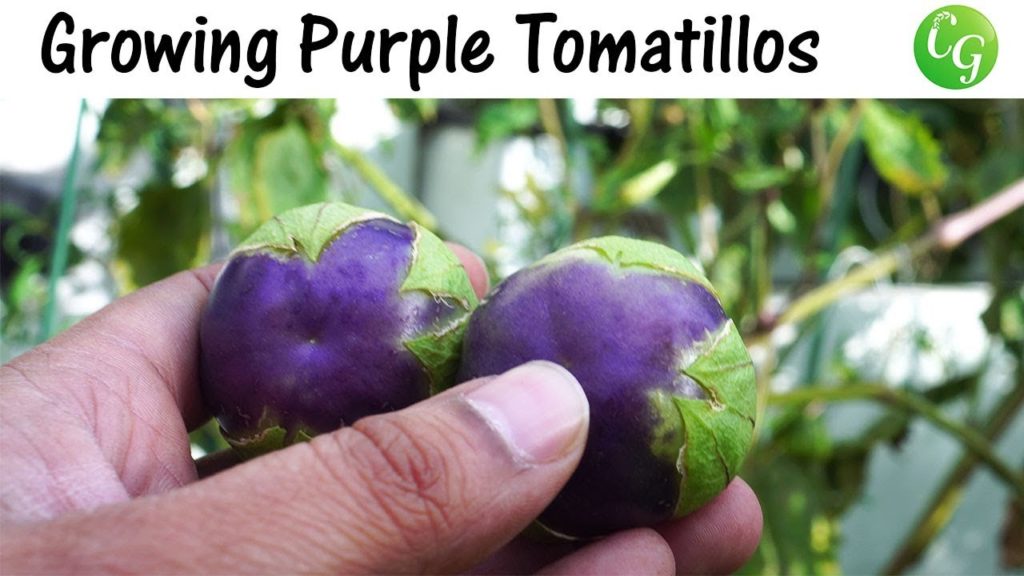 California Gardening: Growing Purple Tomatillos – How To Grow Purple Tomatillos In Containers Growing Purple Tomatillos - How To Grow Purple Tomatillos In Containers