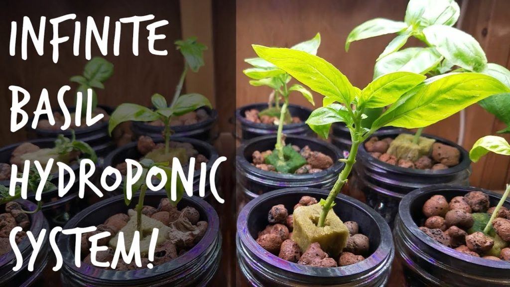 Hydroponic Basil: Grow Basil Forever From 1 Plant