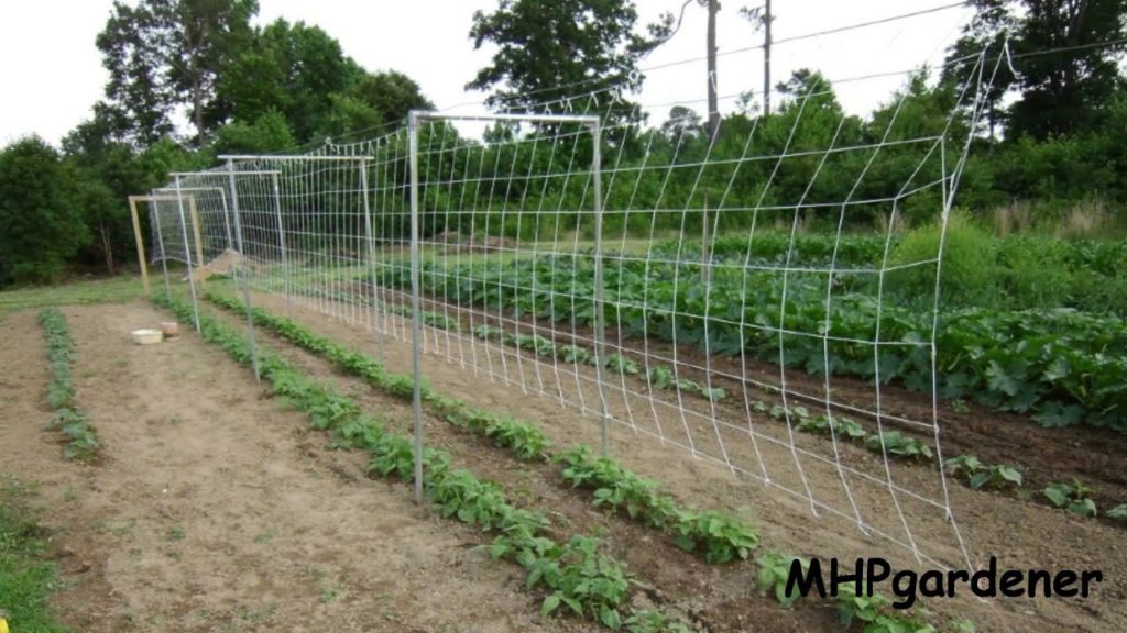 mhpgardener: Pole Bean Trellis –  How to Set it Up Pole Bean Trellis -  How to Set it Up