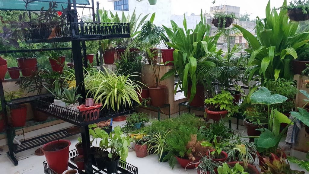 My Plants Enjoying Rain || Happy Monsoon from Fun Gardening || My Plants in Rain || Fun Gardening