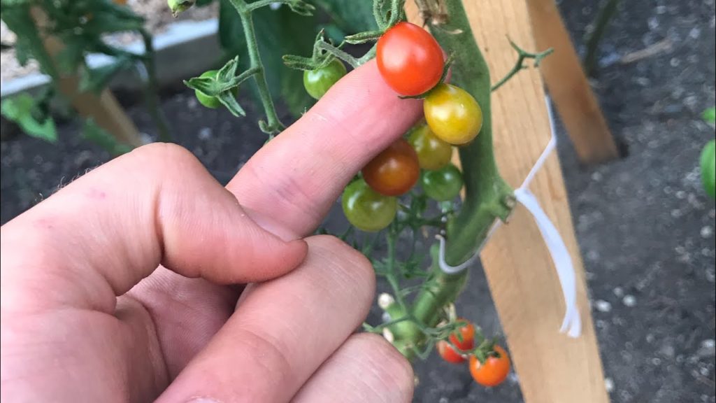 5 Ways to Speed Ripen Your Tomatoes Before the First Frost